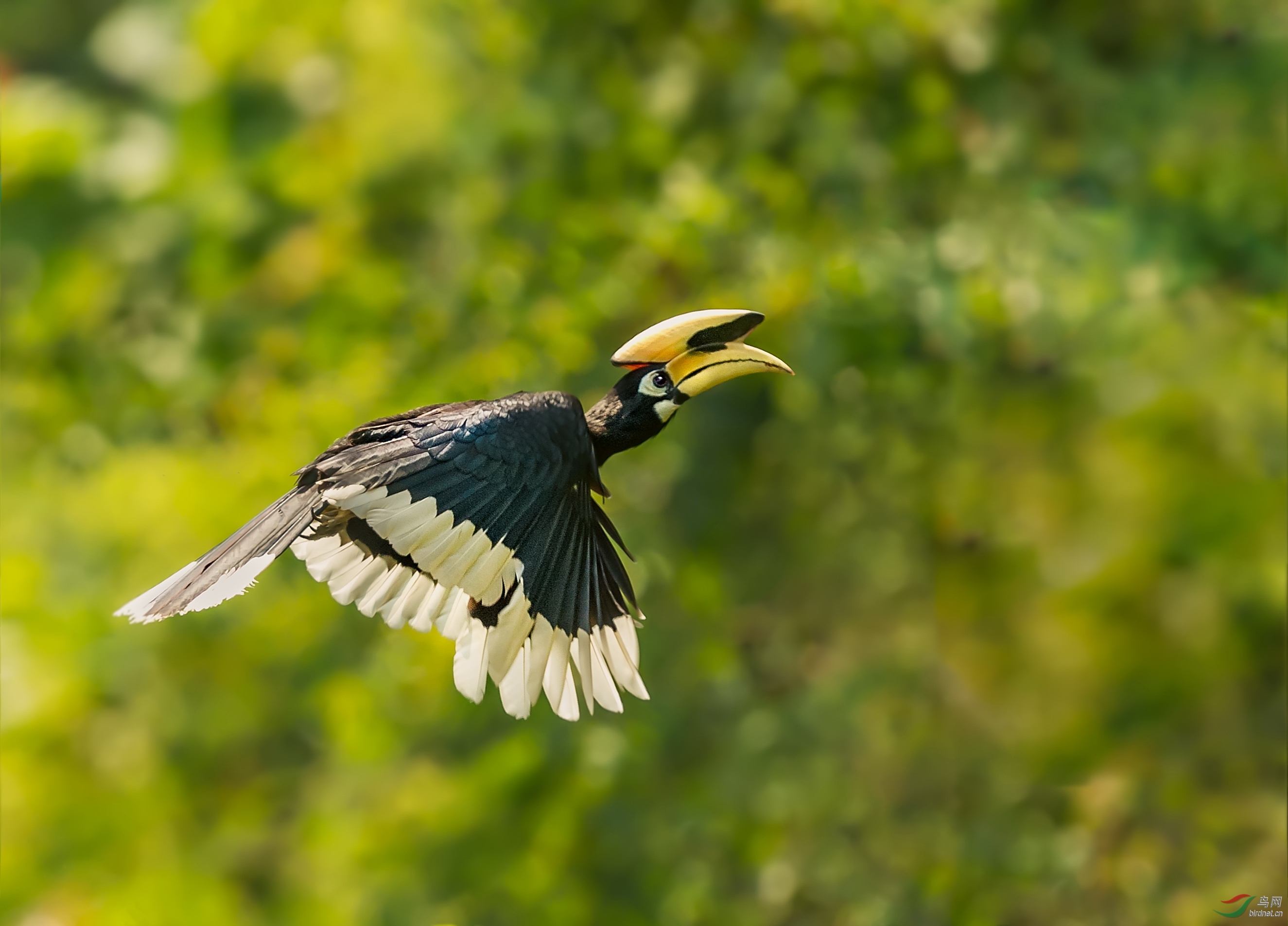 [林鸟] 振翅向上---冠斑犀鸟--祝贺荣获首页精华!
