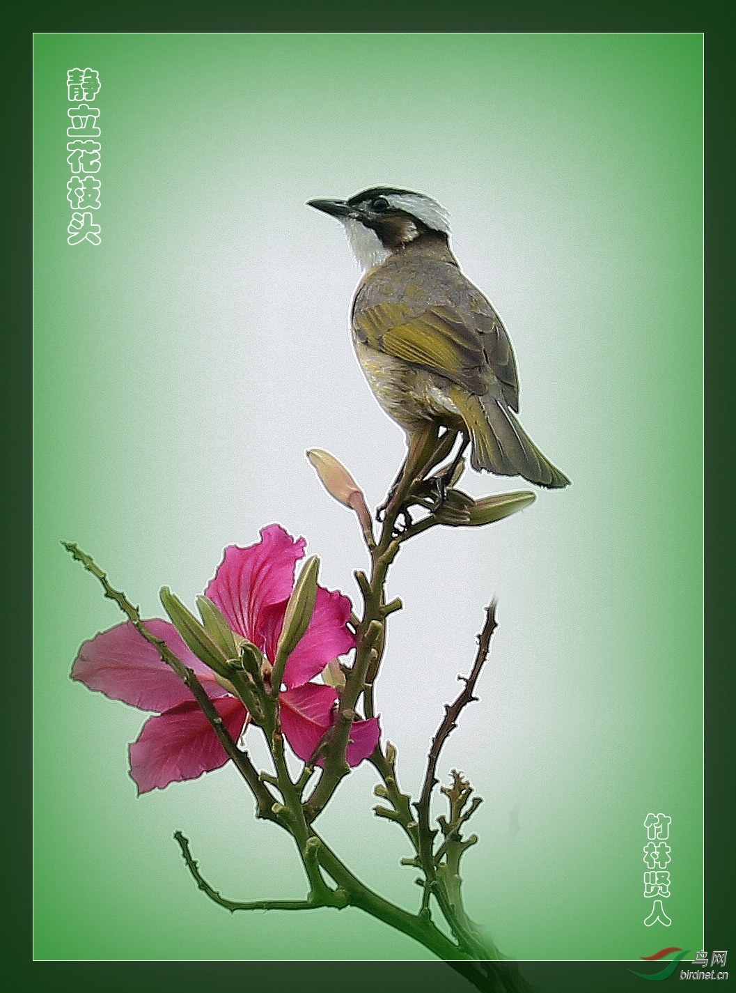 ������֦ͷ