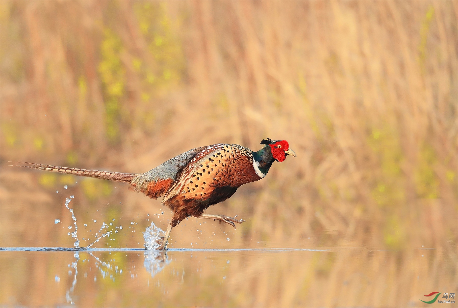 2 (2) - ����.JPG