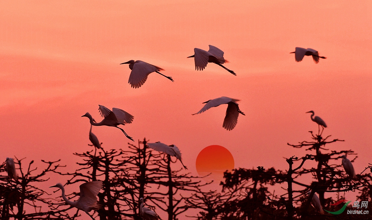 Ϧ������