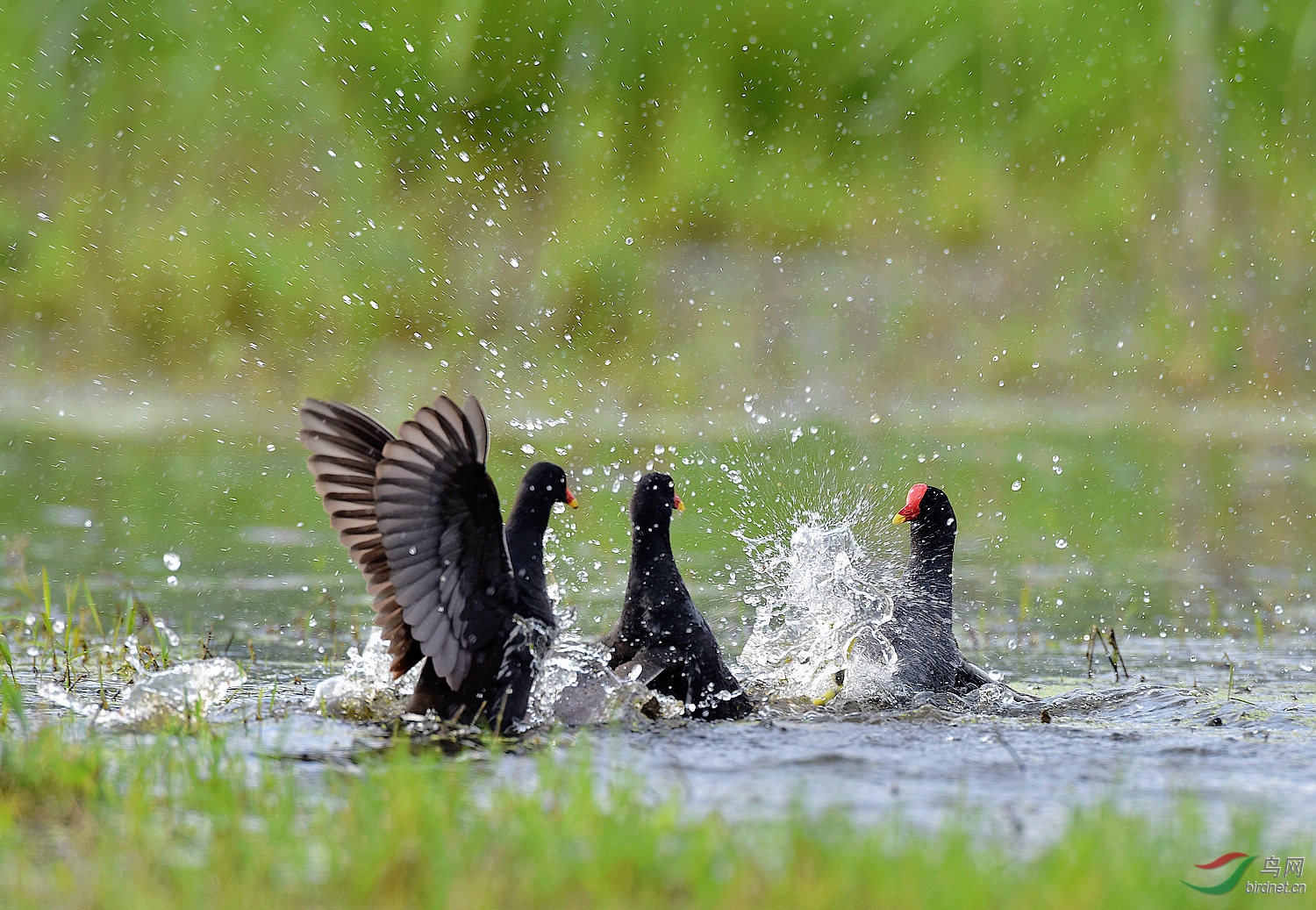水鸡激战