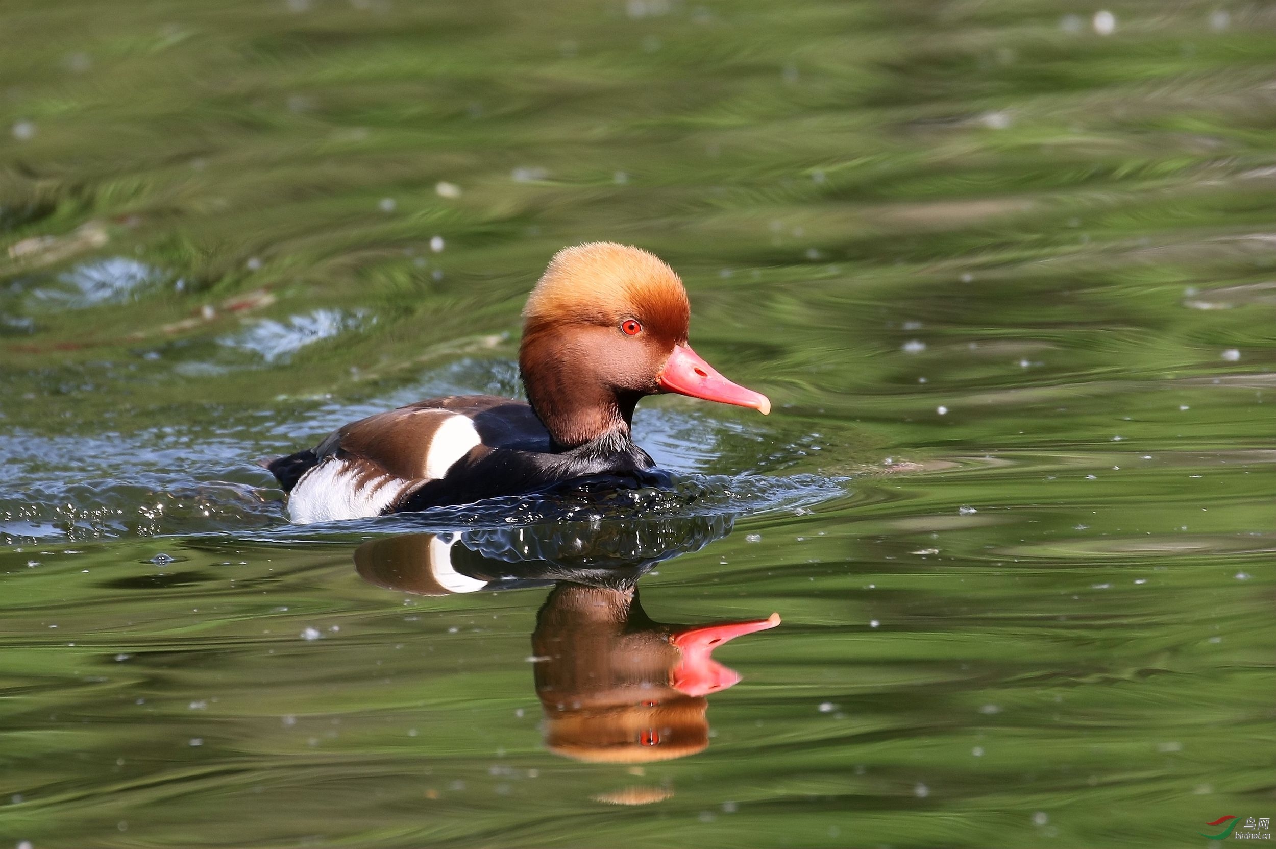 头大眼媚嘴红碧波靓鸭雍容