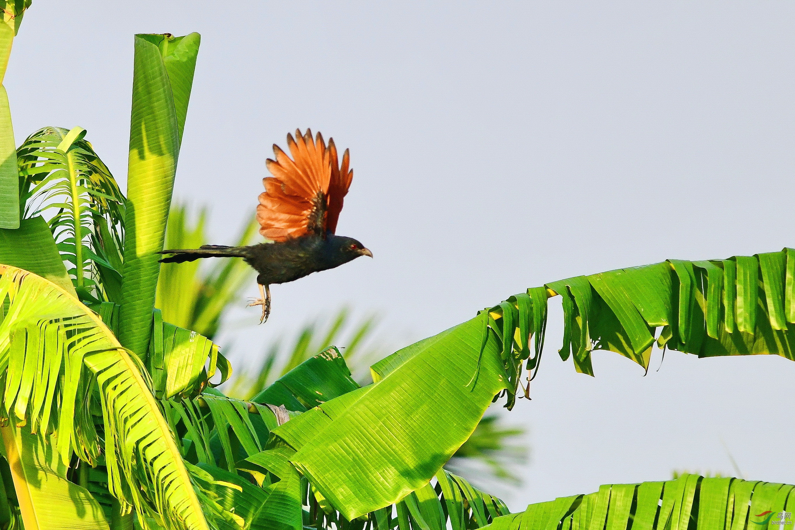 魅力香蕉树报告文学贺获总版推荐精华