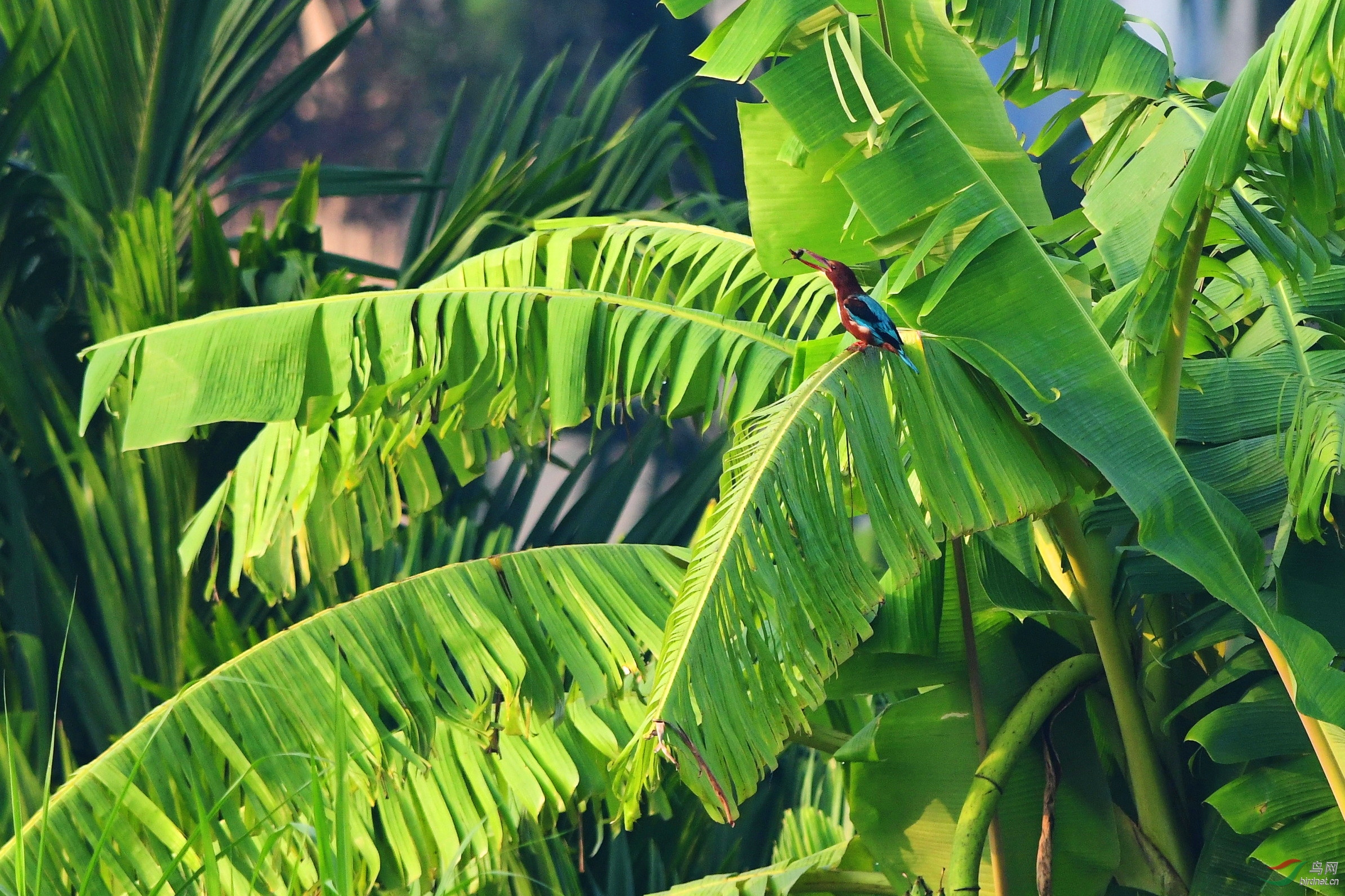 魅力香蕉树报告文学贺获总版推荐精华