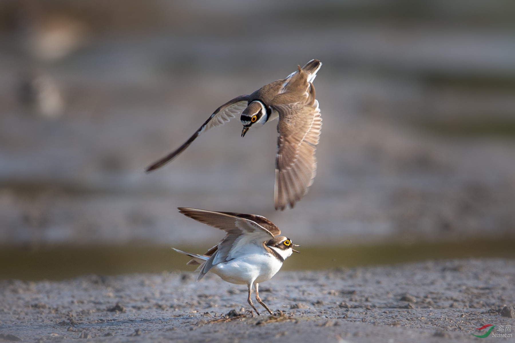 斗殴贺获鸟网首页鸟类精华