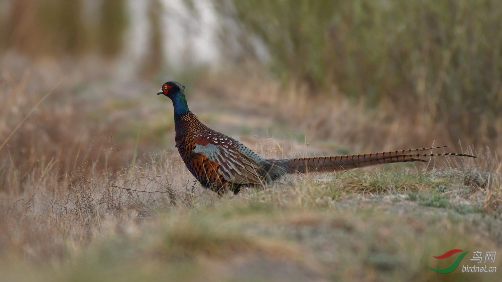 DSC_2341.jpg