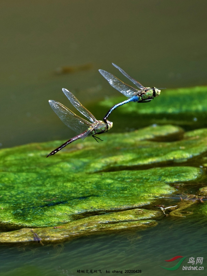 蜻蜓交尾双飞