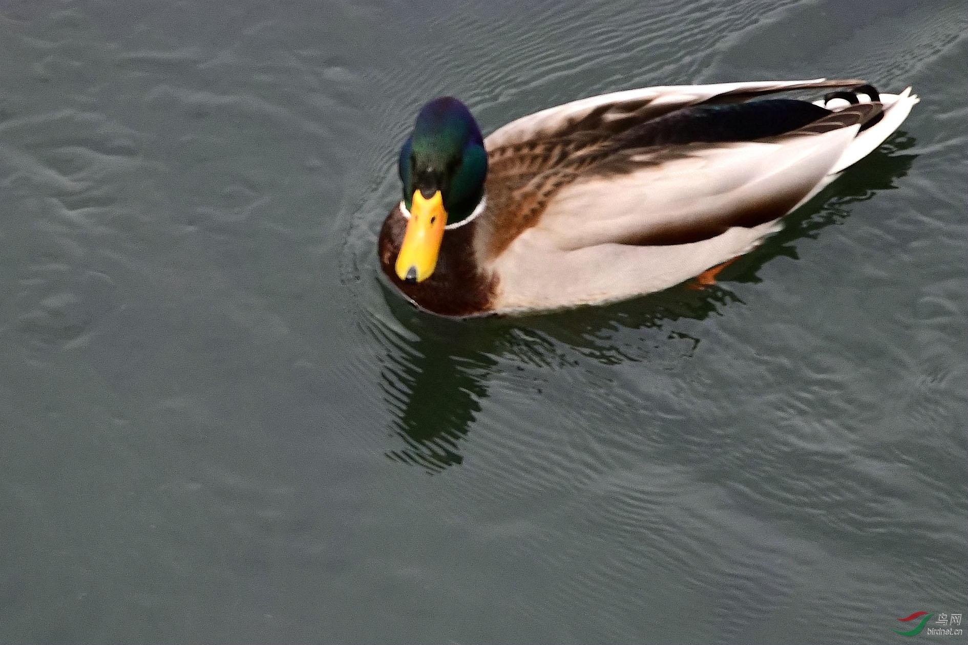 DSC_3571_����.jpg