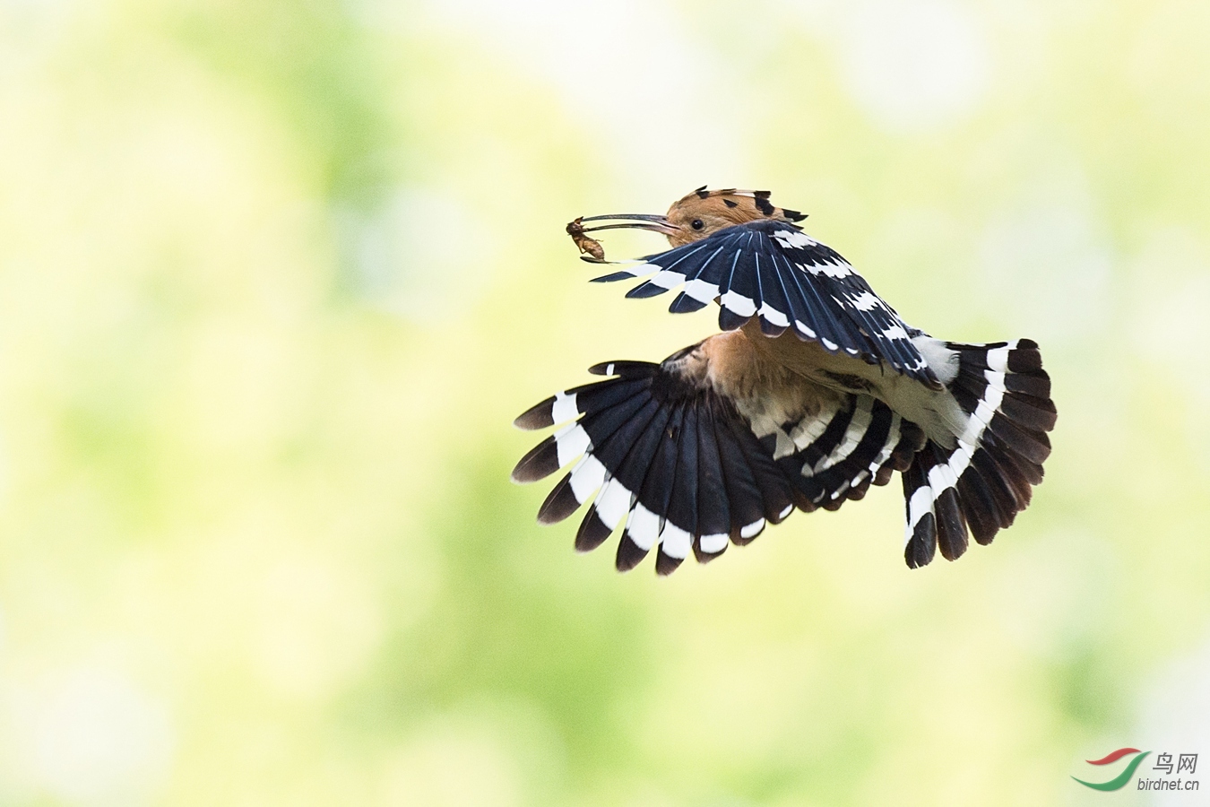 XCG_4642 - ����.jpg