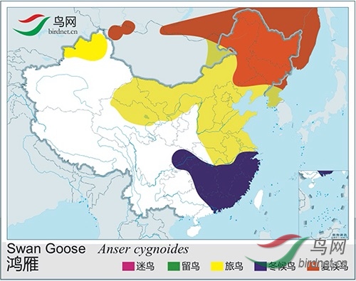 繁殖于中国东北,迁徙途经中国东部至长江下游越冬,鲜见于东南沿海