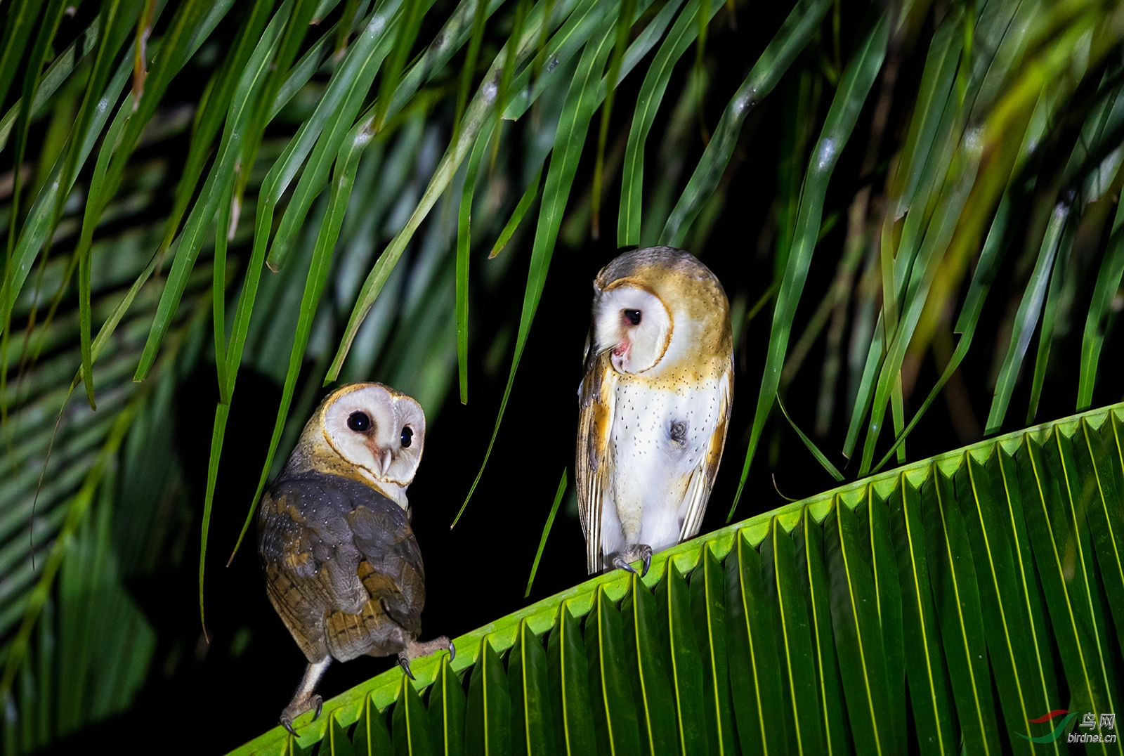 ĸ���ӵ���ܰ