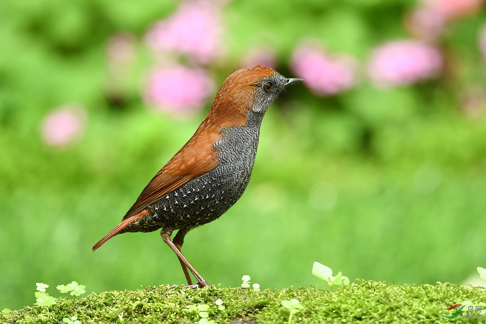 DSC_8460.jpg