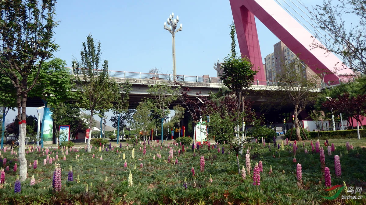 寶雞渭河公園魯冰花欣賞