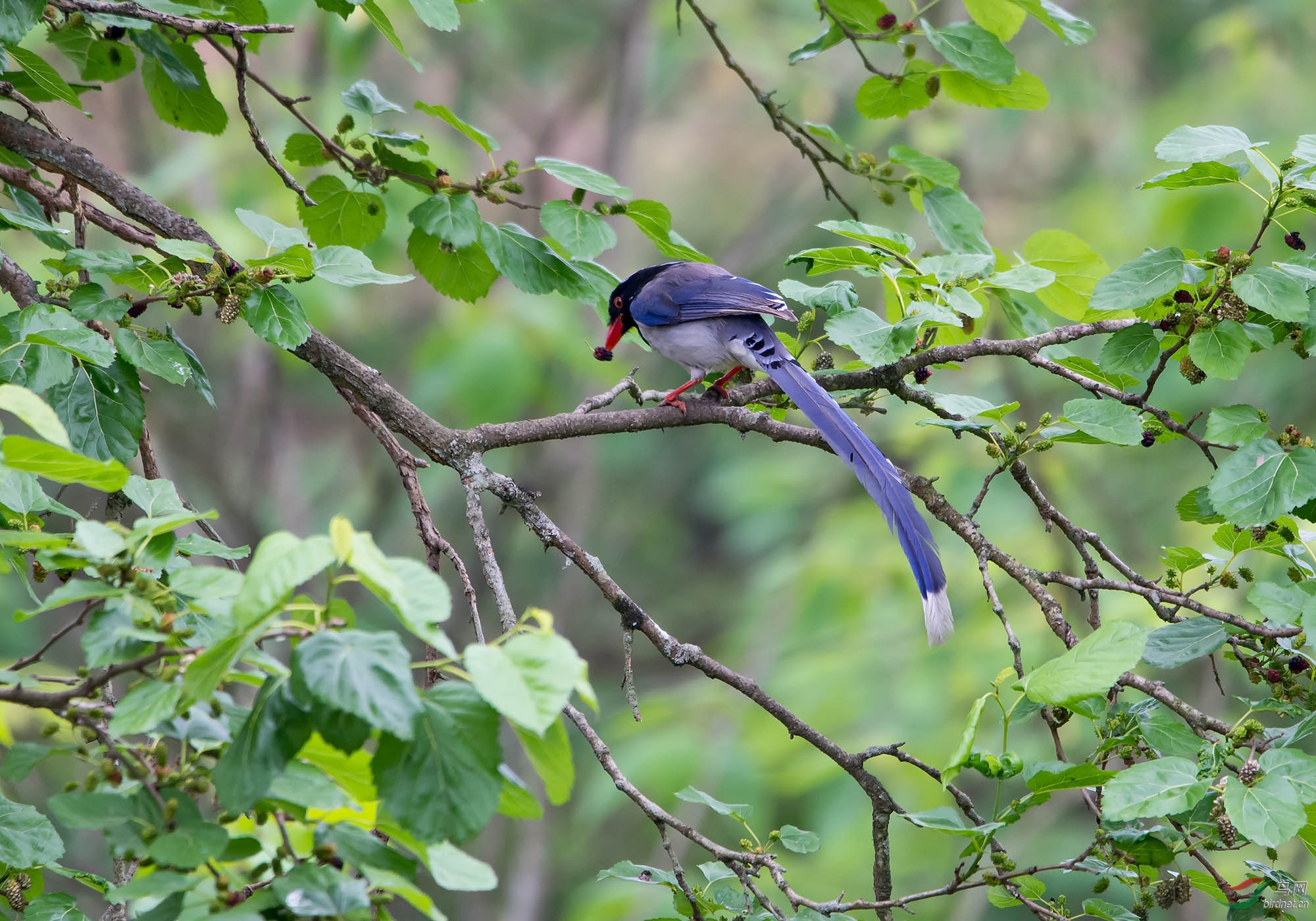 DSC_2511.jpg