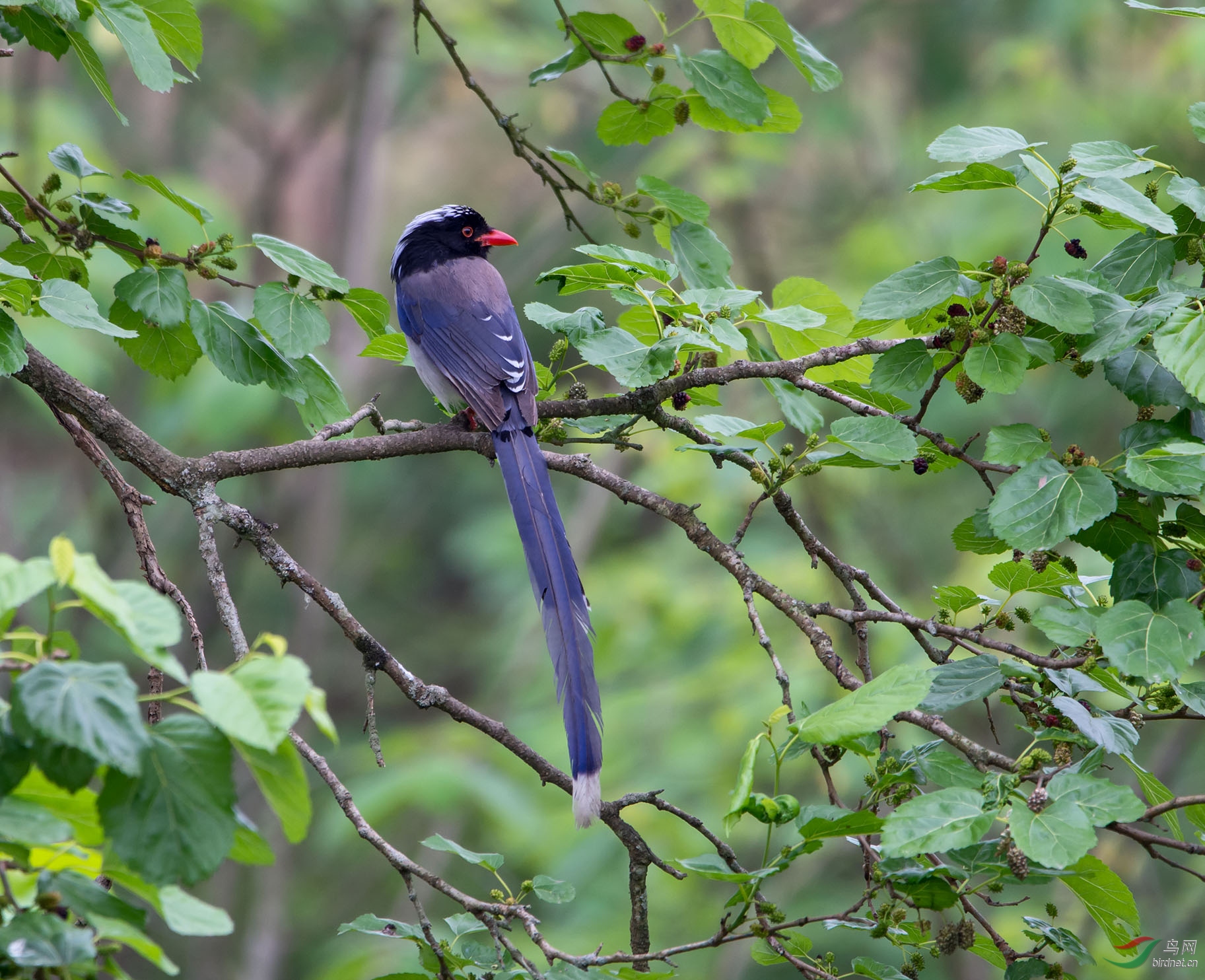 DSC_2525.jpg