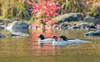 1 (12).JPG