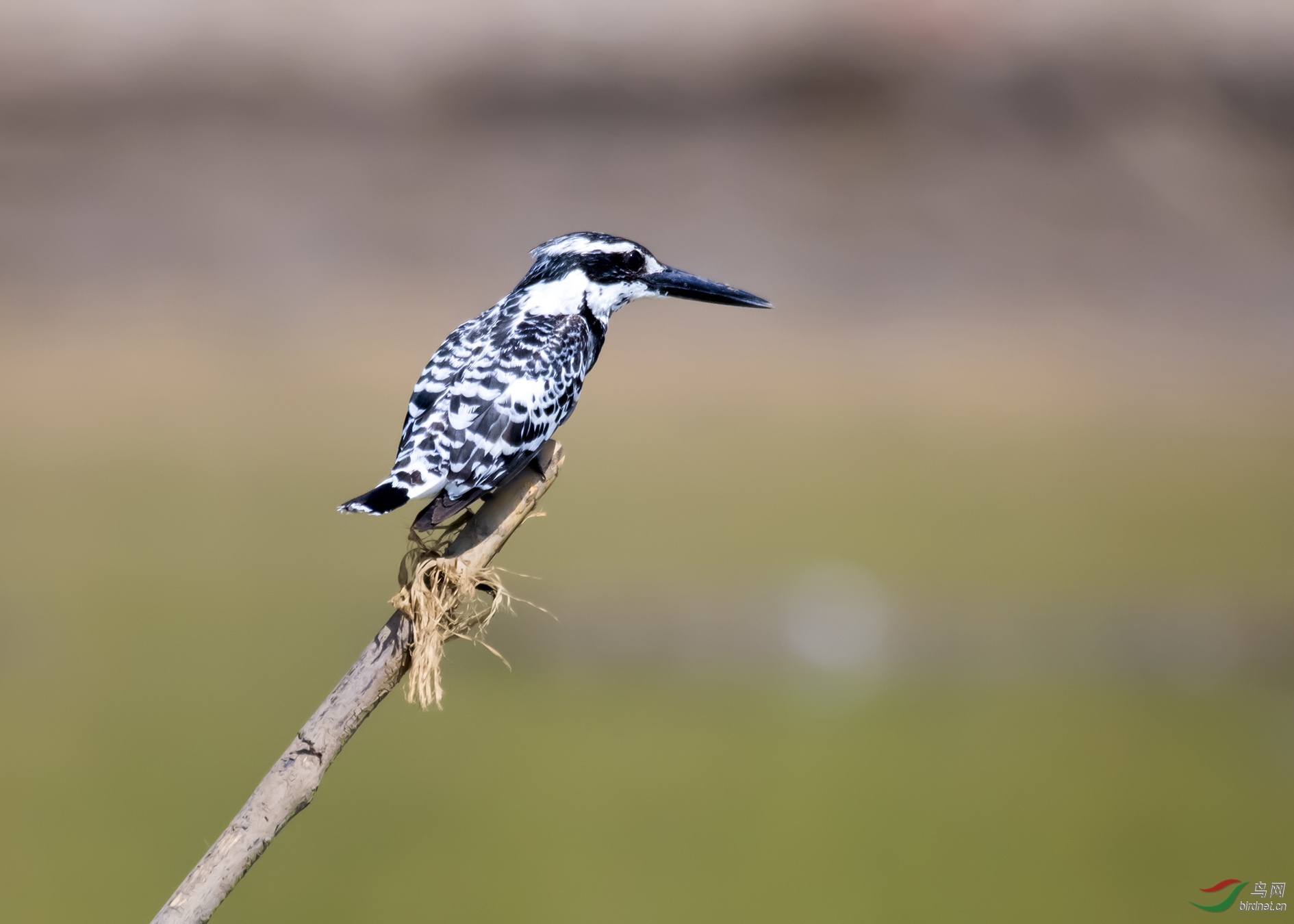 DSC_0544.jpg