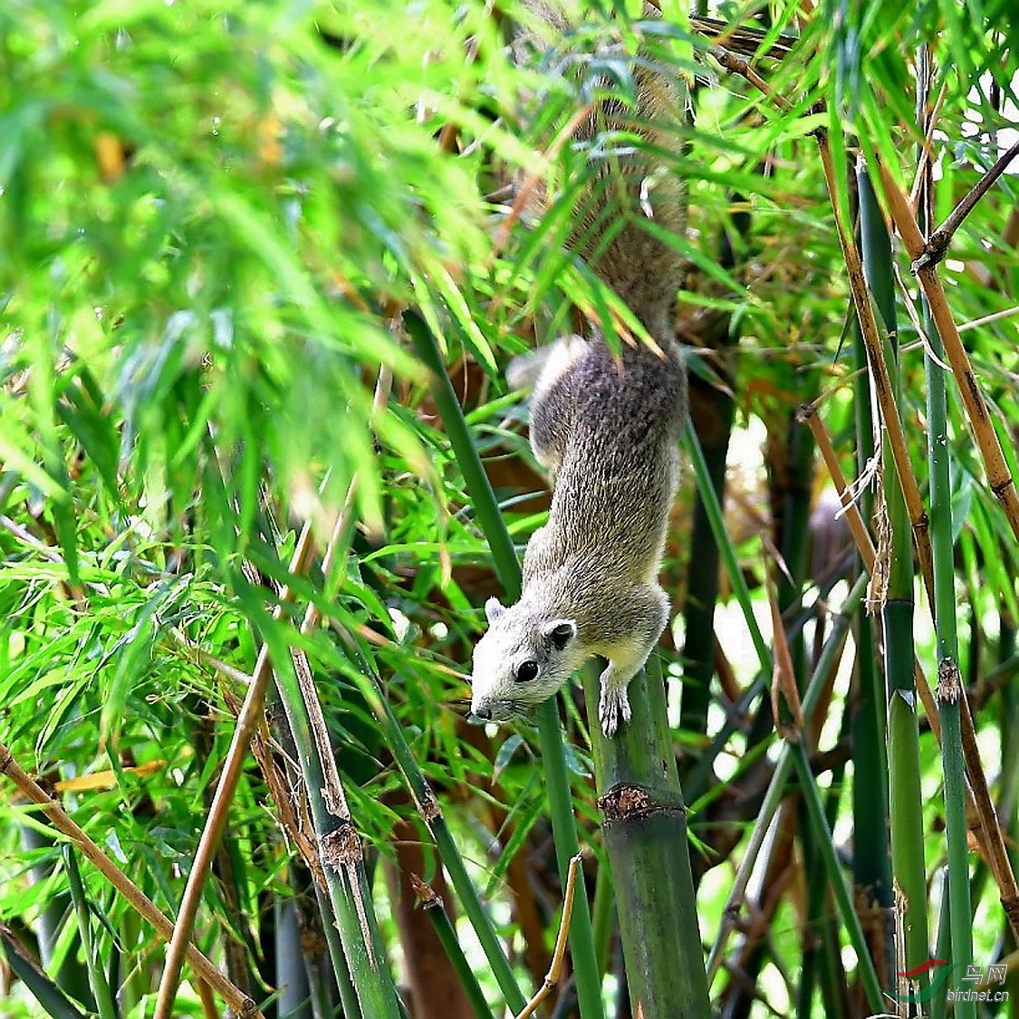 罕见的白背松鼠!