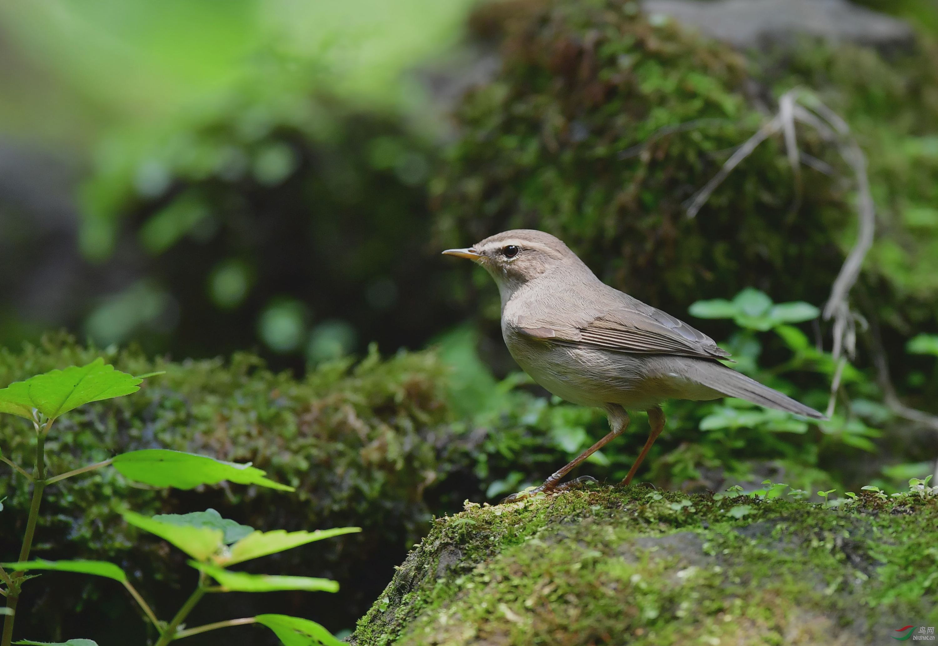 褐柳莺DSC_9172_副本.jpg