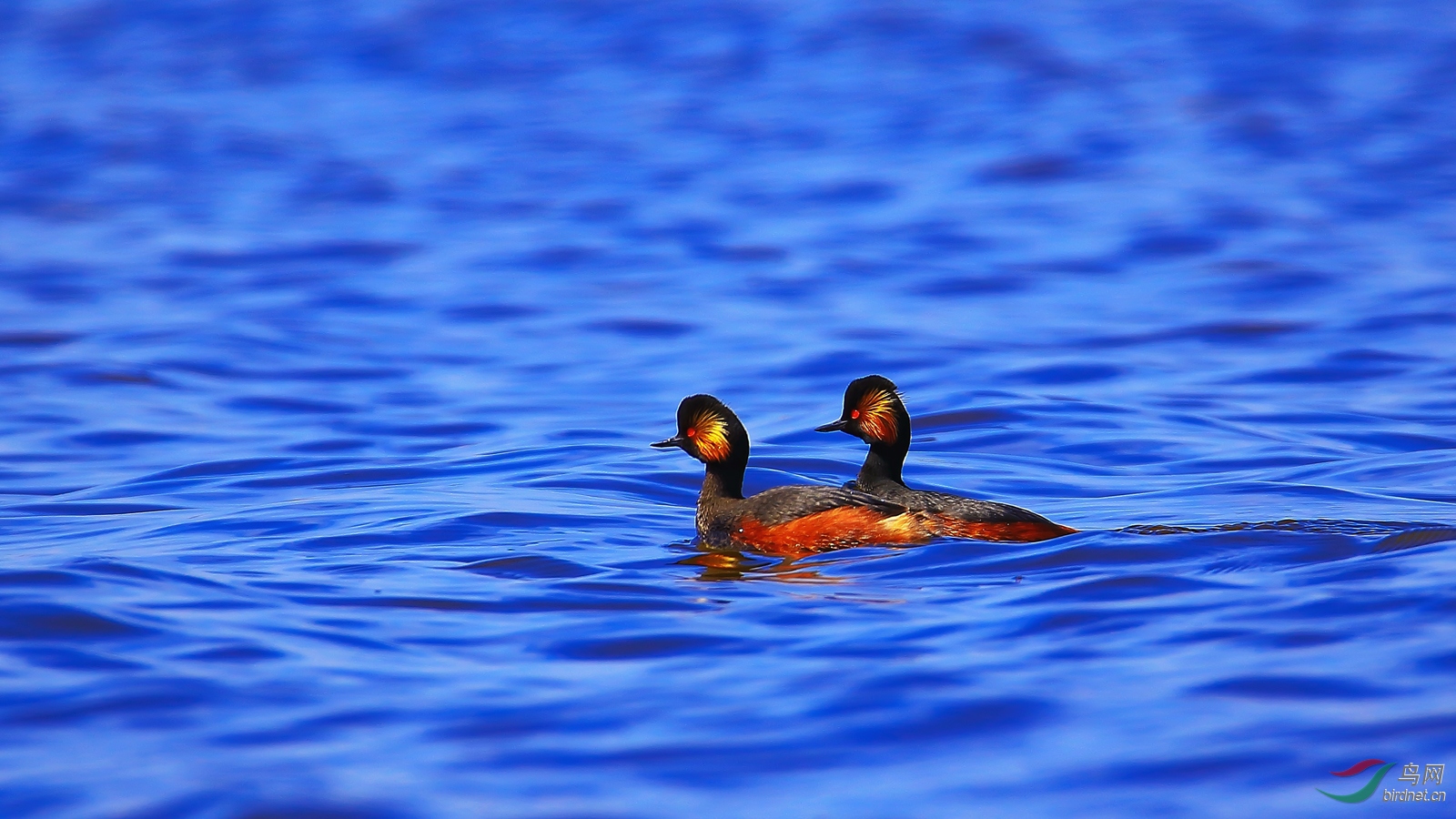 �ھ�����