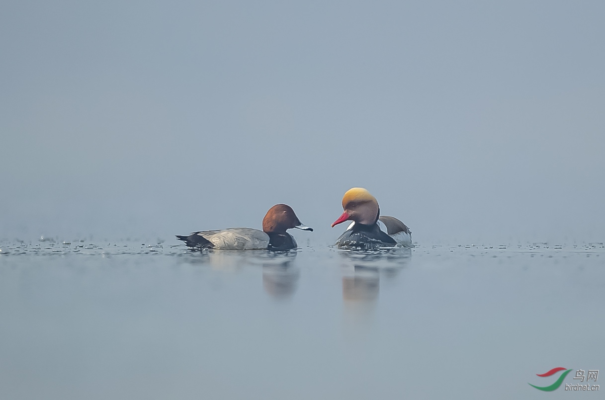 �����ֵܸ�����