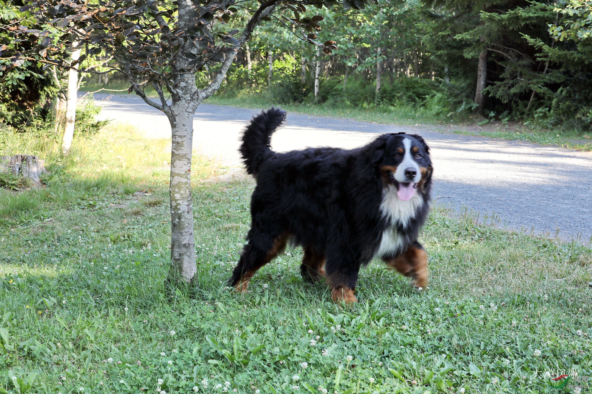 瑞士山地犬跟伯恩山犬图片