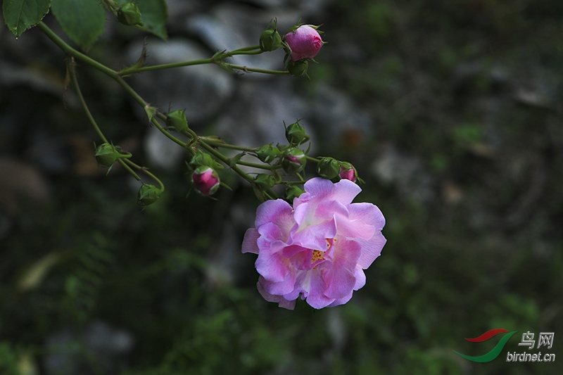 清新淡雅木香花