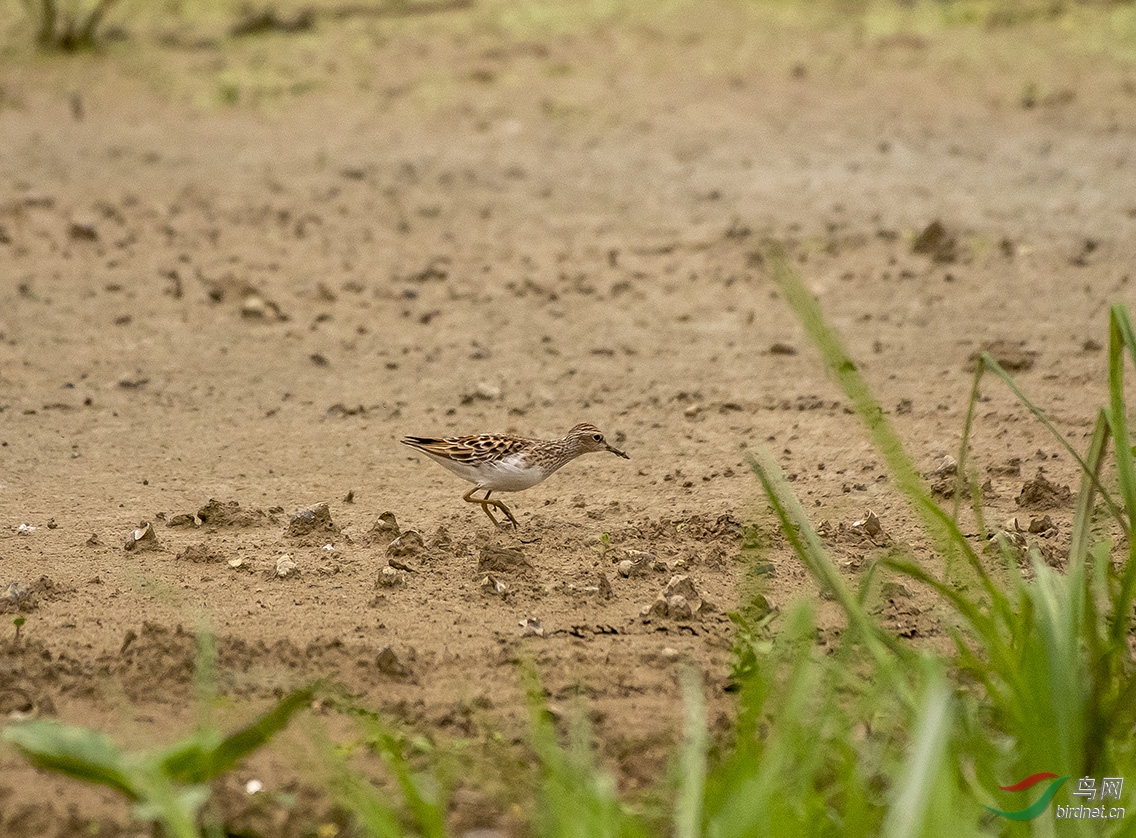 DSC_3299.jpg-0.jpg