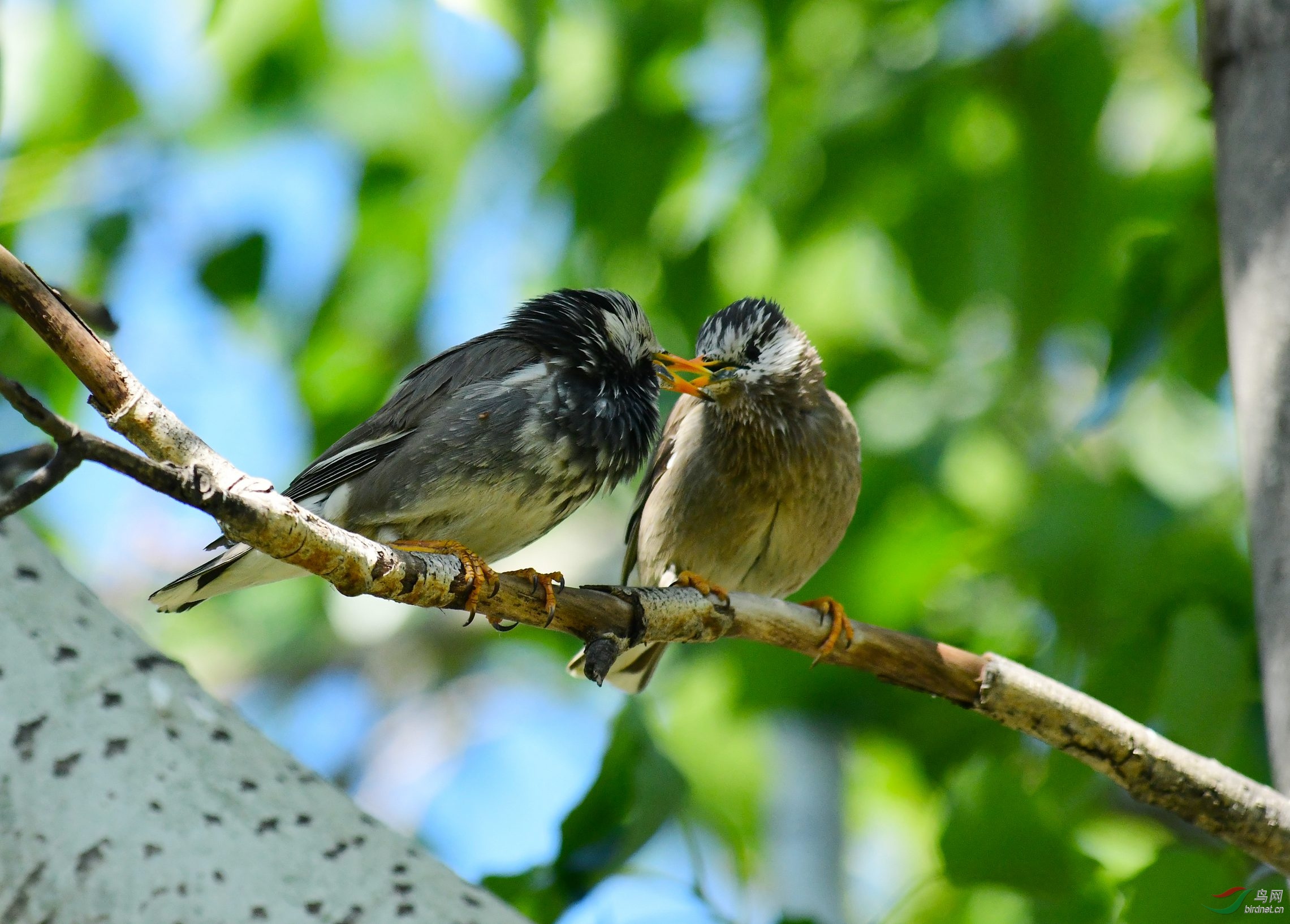 灰椋鸟亲密交谈