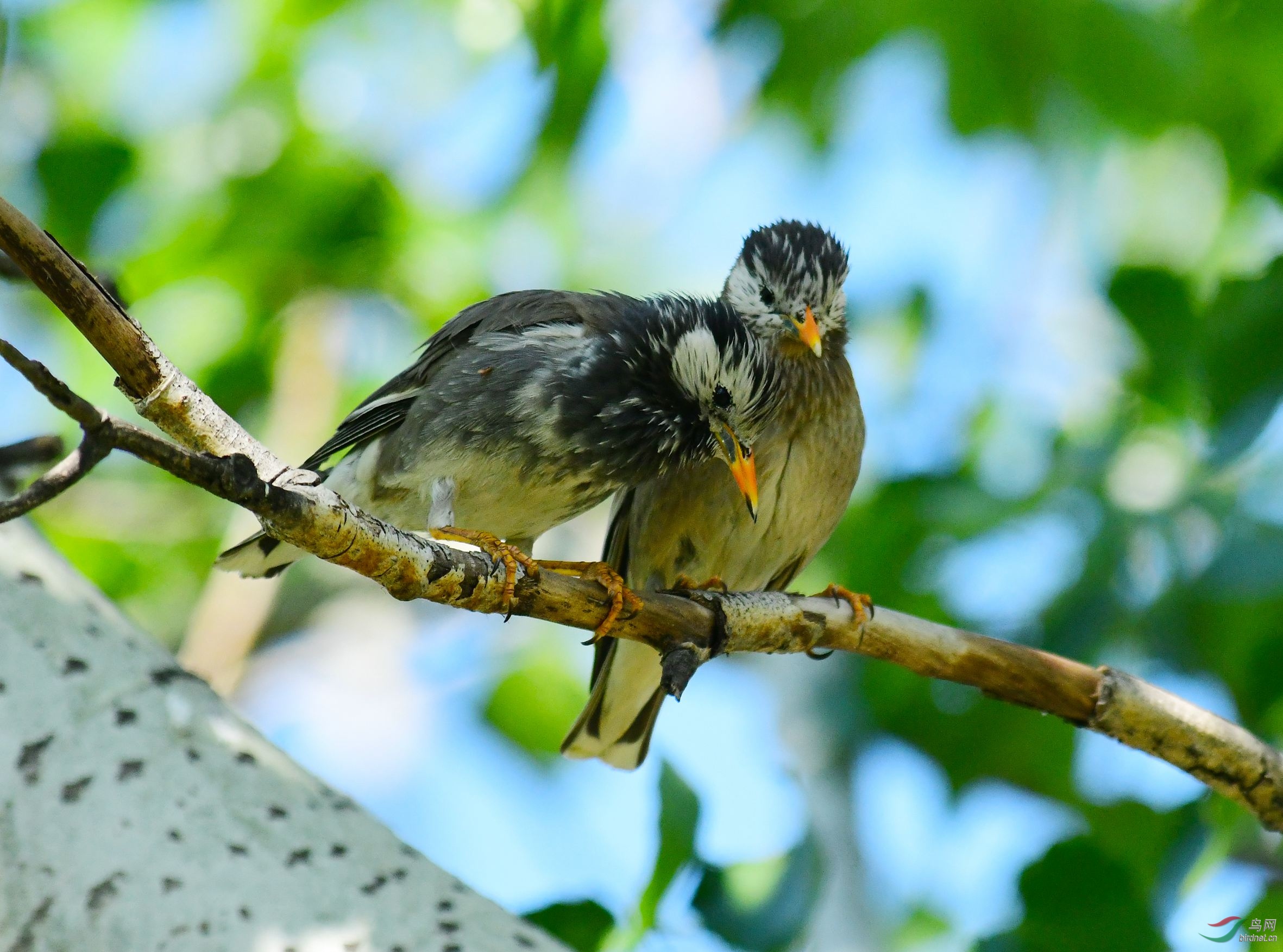 灰椋鸟亲密交谈