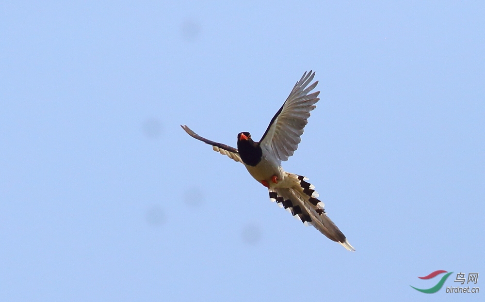 CBF_8509.JPG