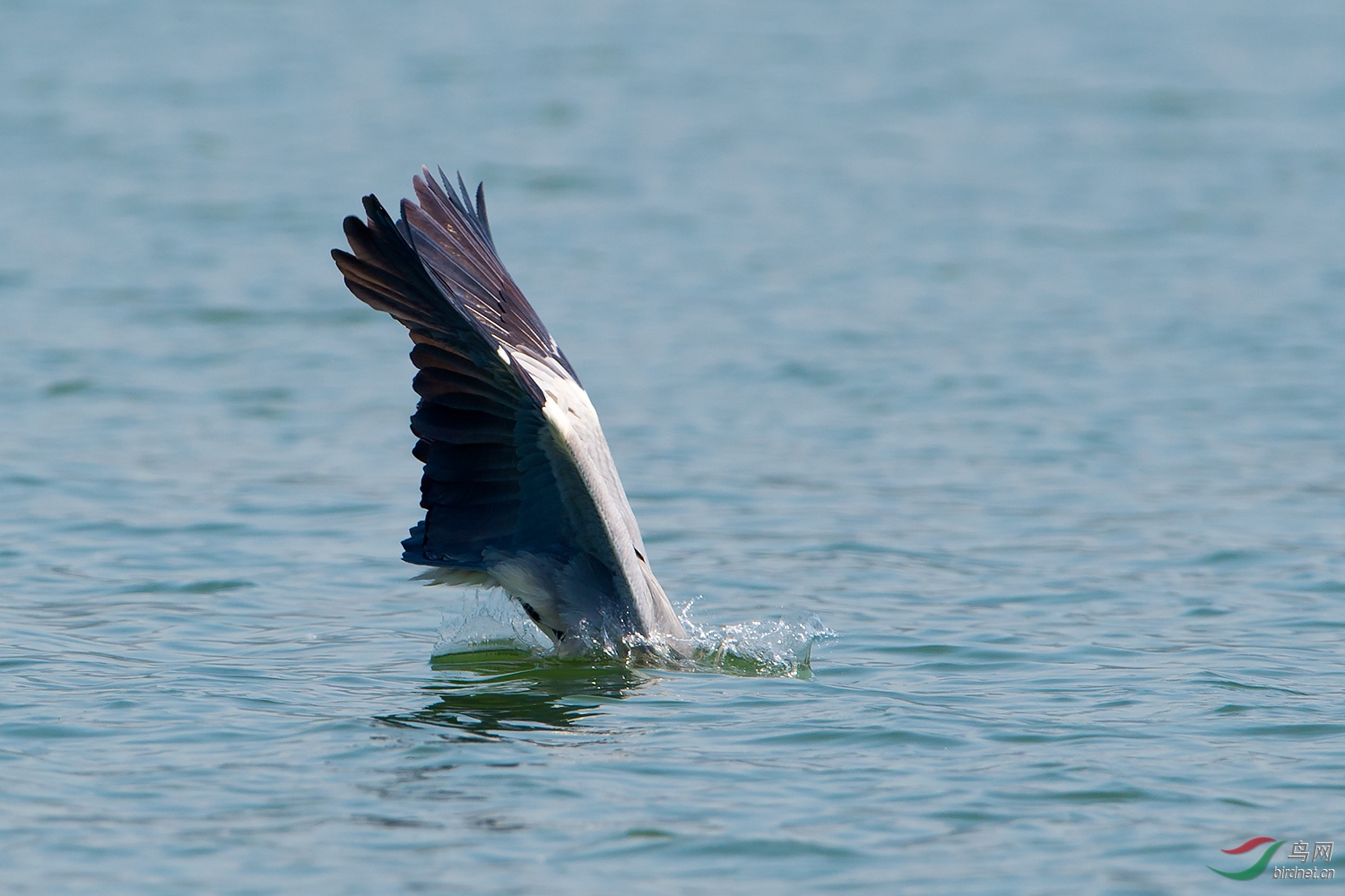 ����ץ��