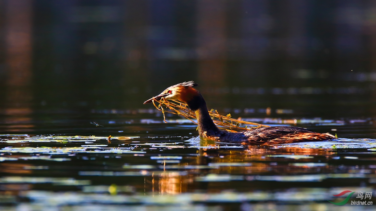 ��ͷ����