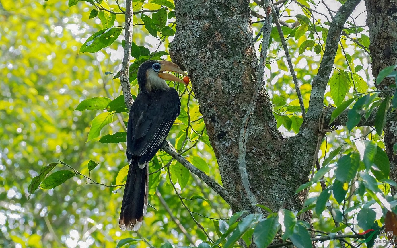 罕见的白喉犀鸟