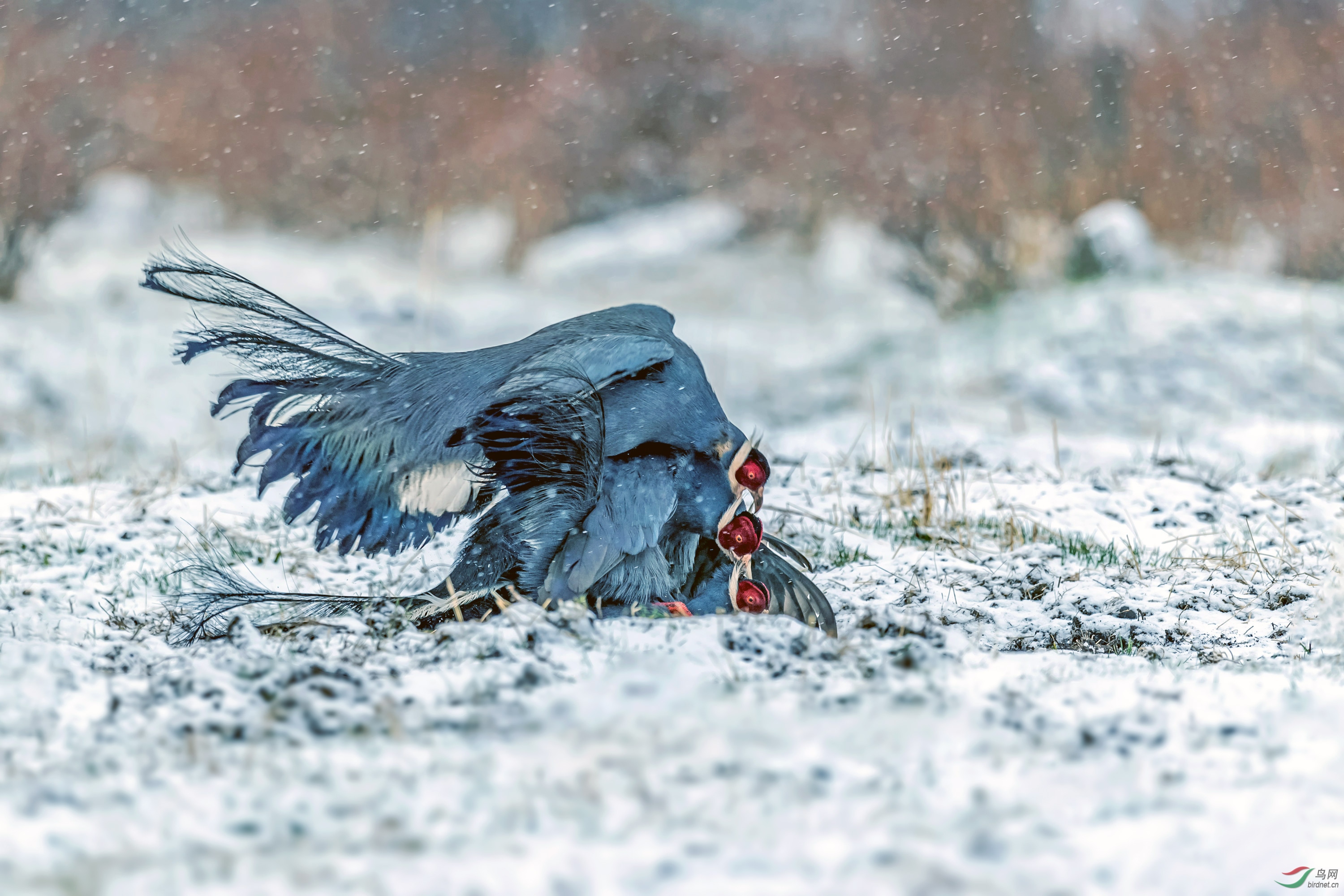DSC_8286_��ͼ��.jpg--p.jpg
