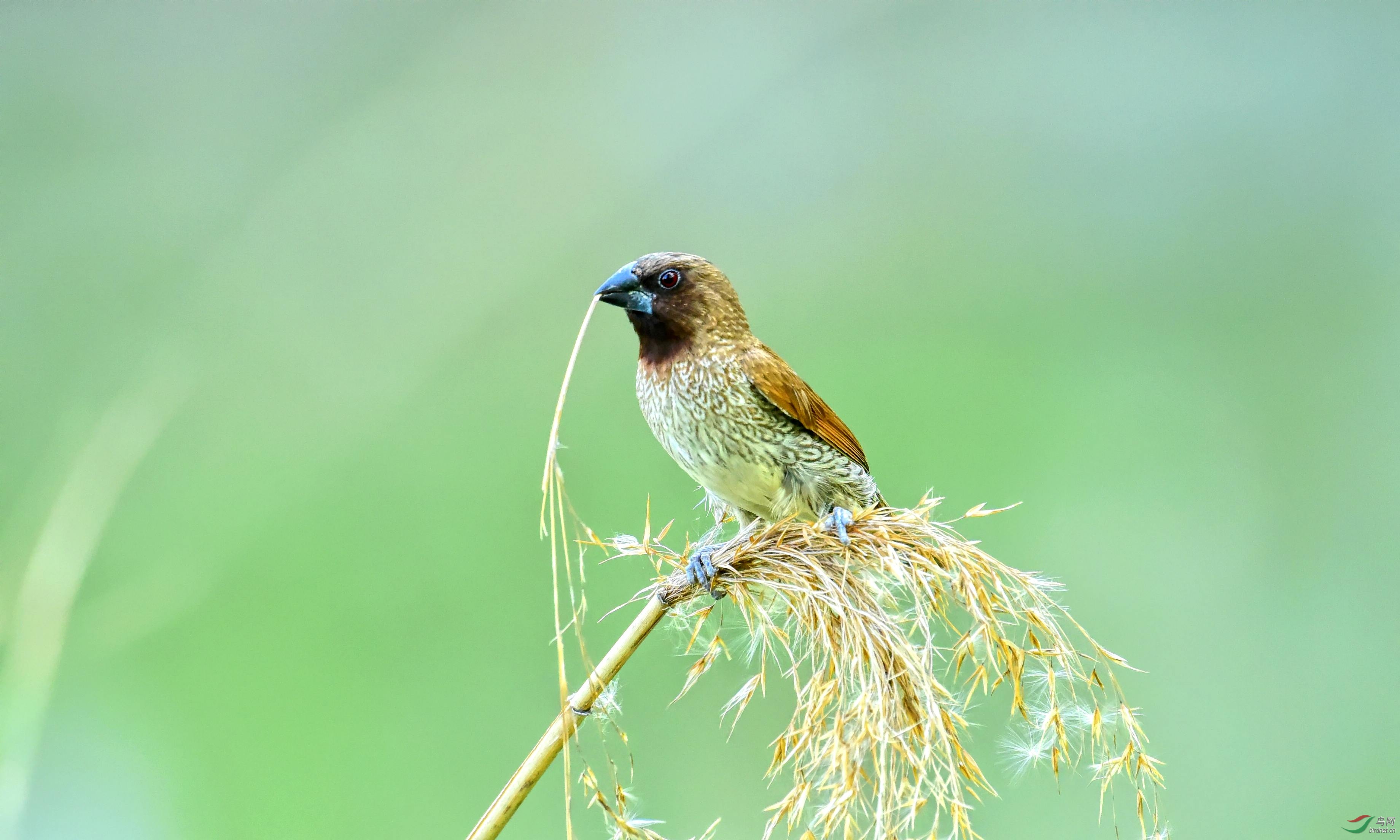 DSC_4225_conew2.jpg