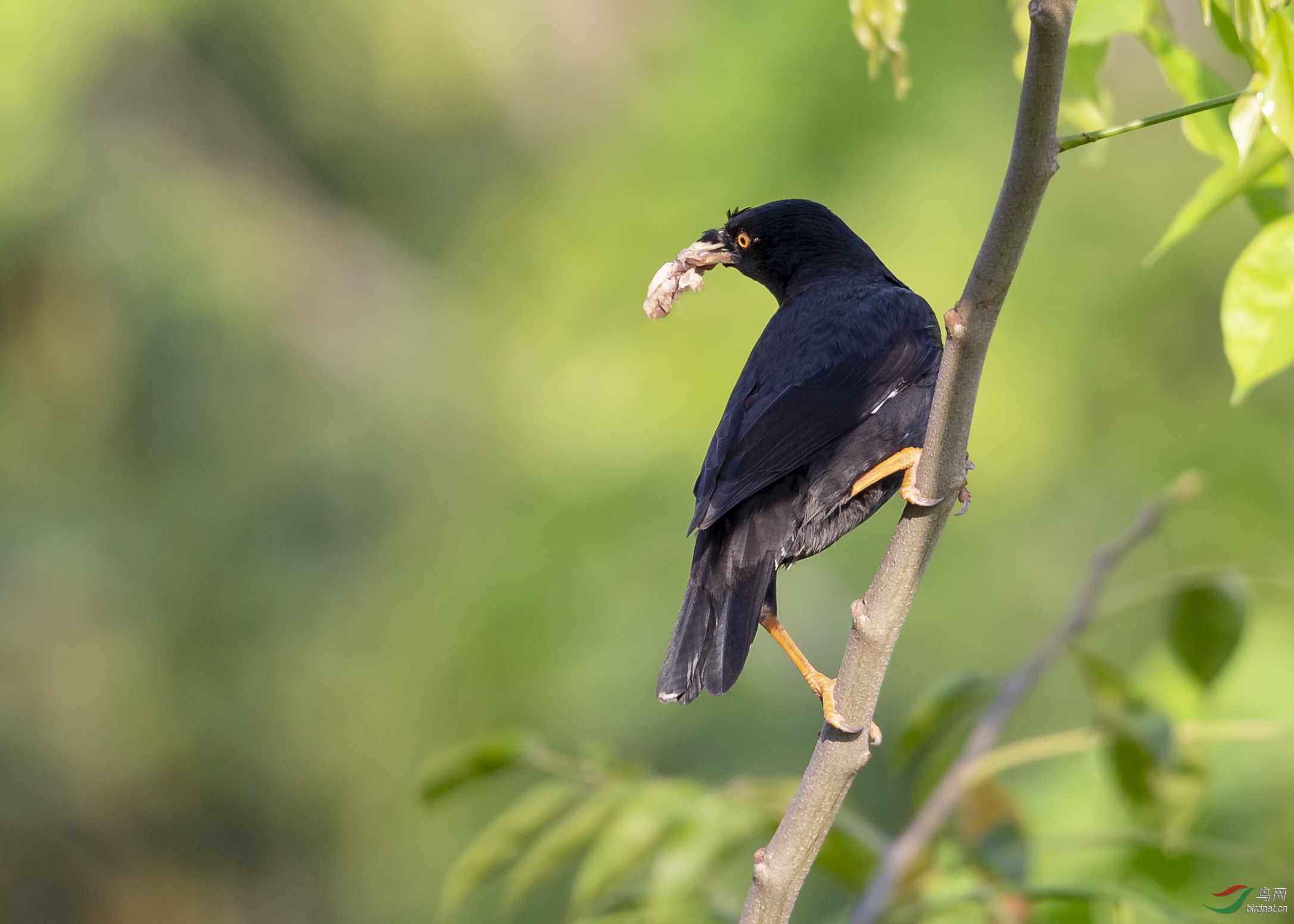 [林鸟] 图文:阳台观鸟记---八哥的艰辛与不安