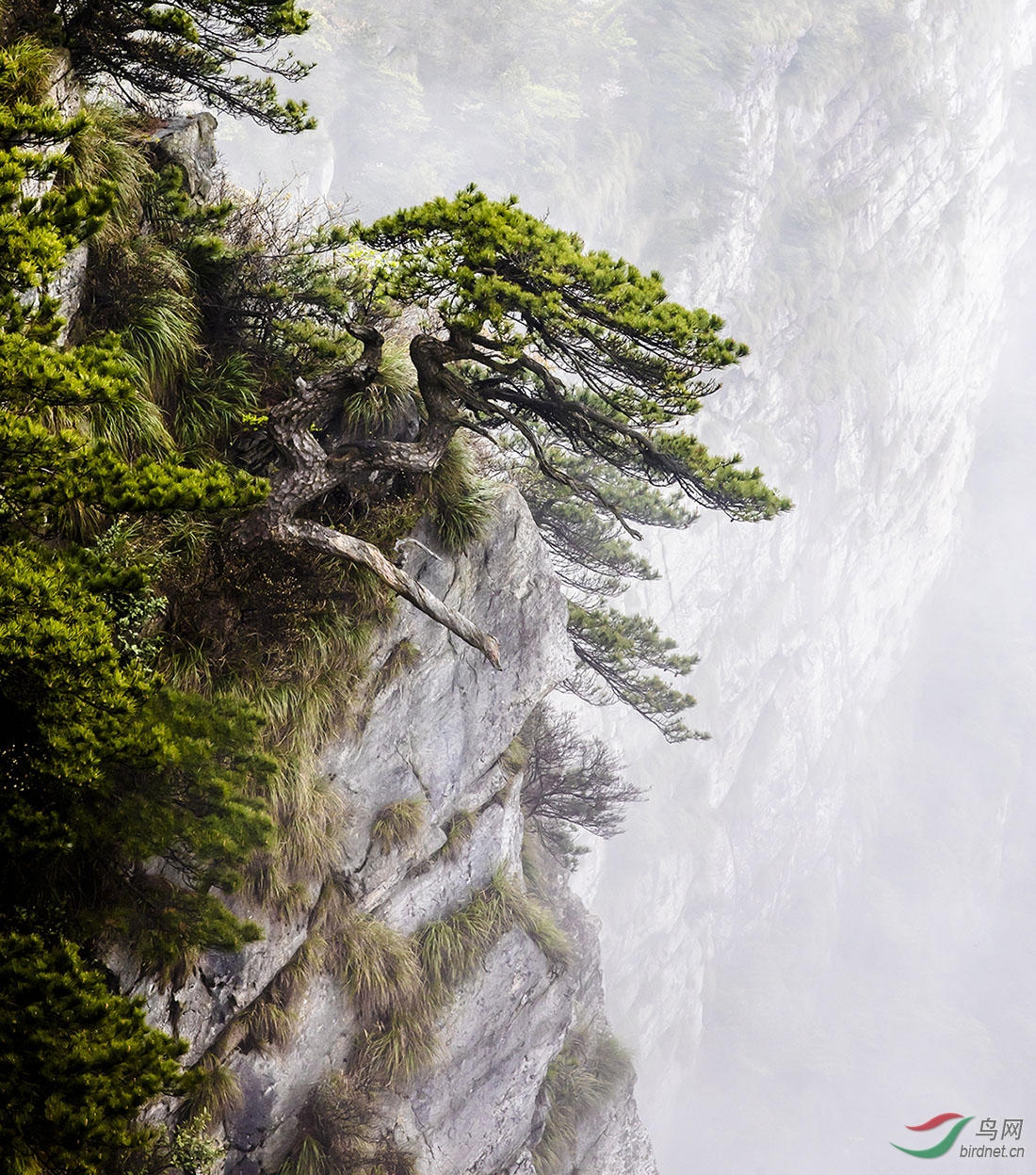 绝壁之松—庐山迎客松