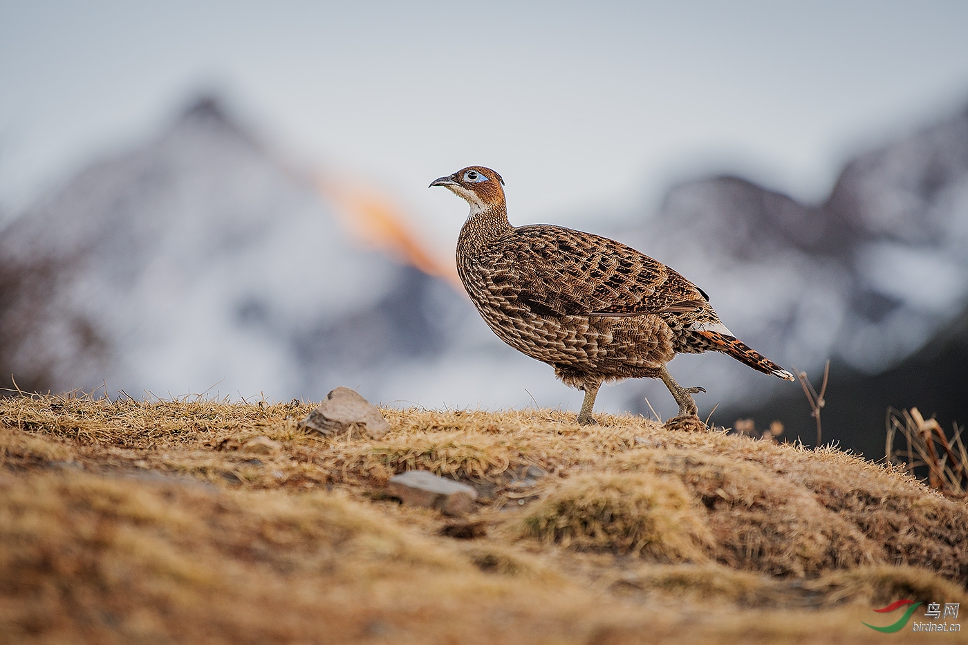 不丹国国鸟登高望远祝远在甘肃的老师五一劳动节快乐