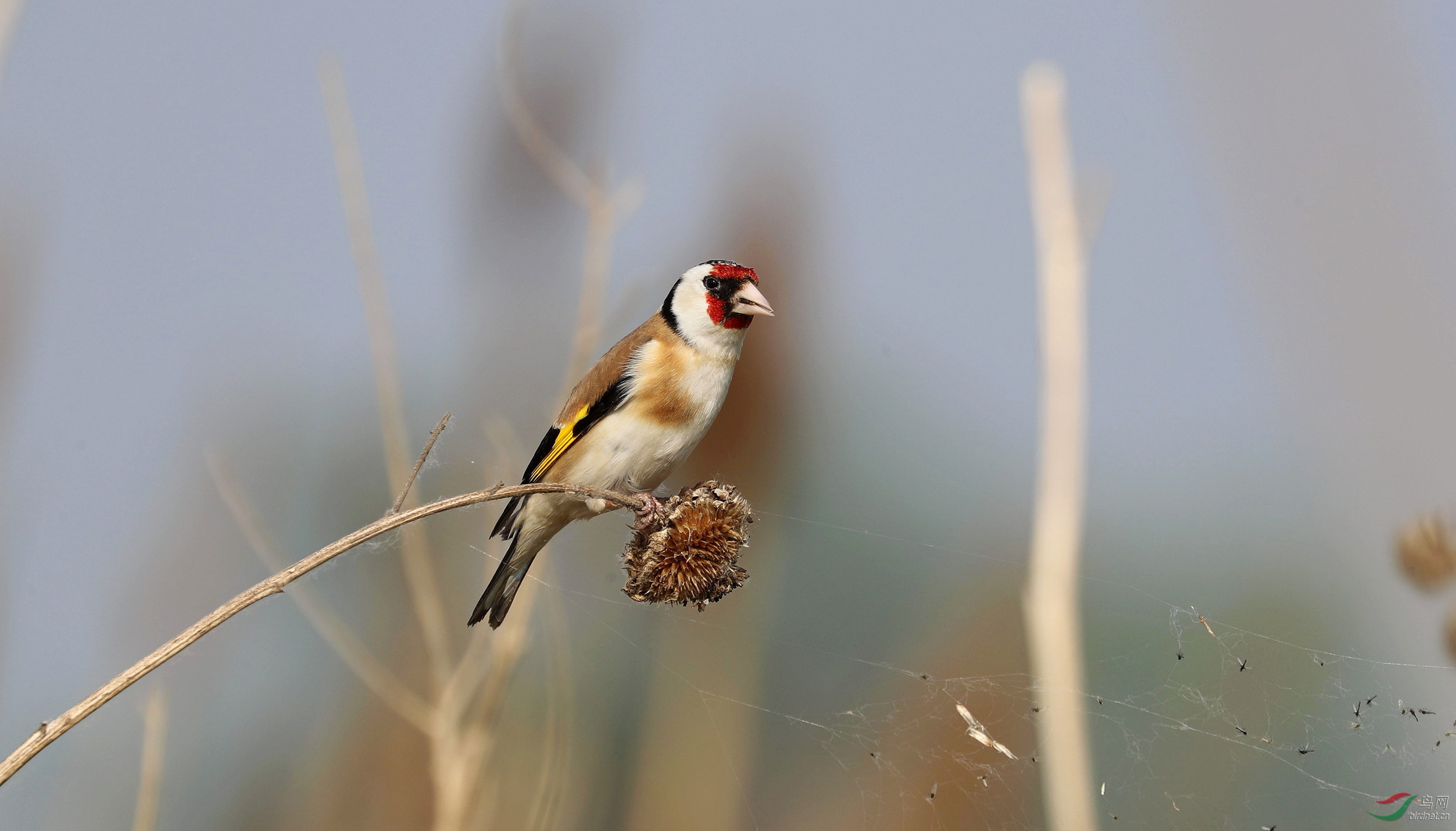 红额金翅雀(摄于边村)