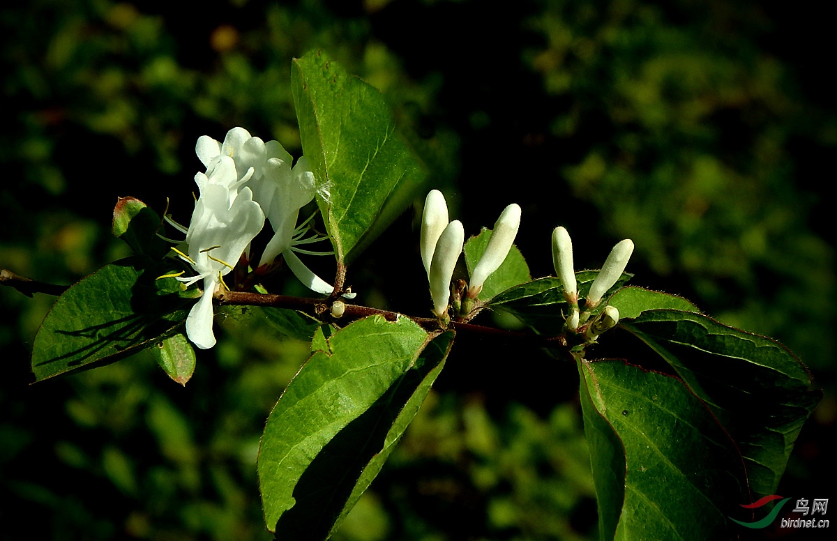 P4252795.jpg