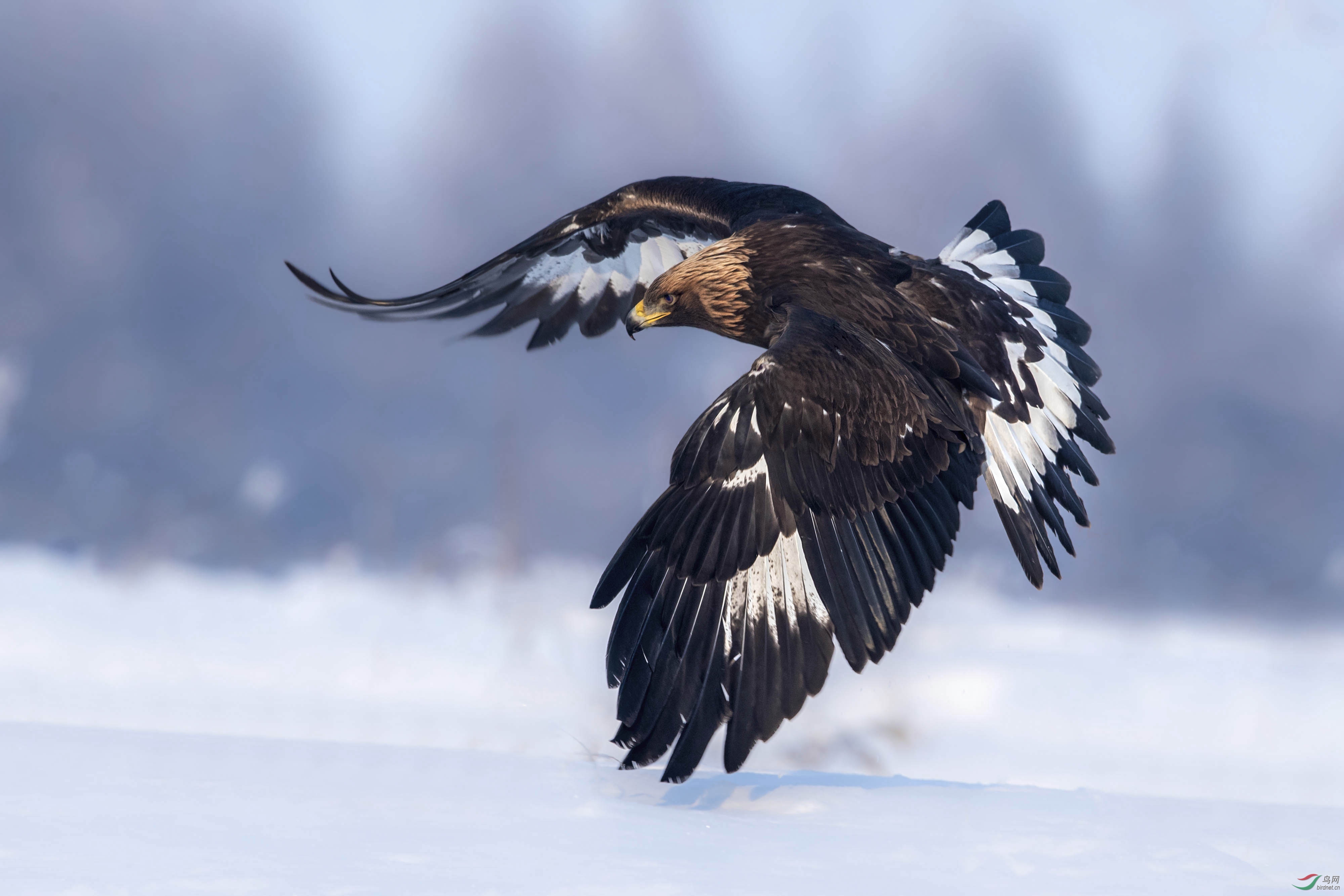 国内劳动节快乐金雕恭贺荣获首页鸟类精华
