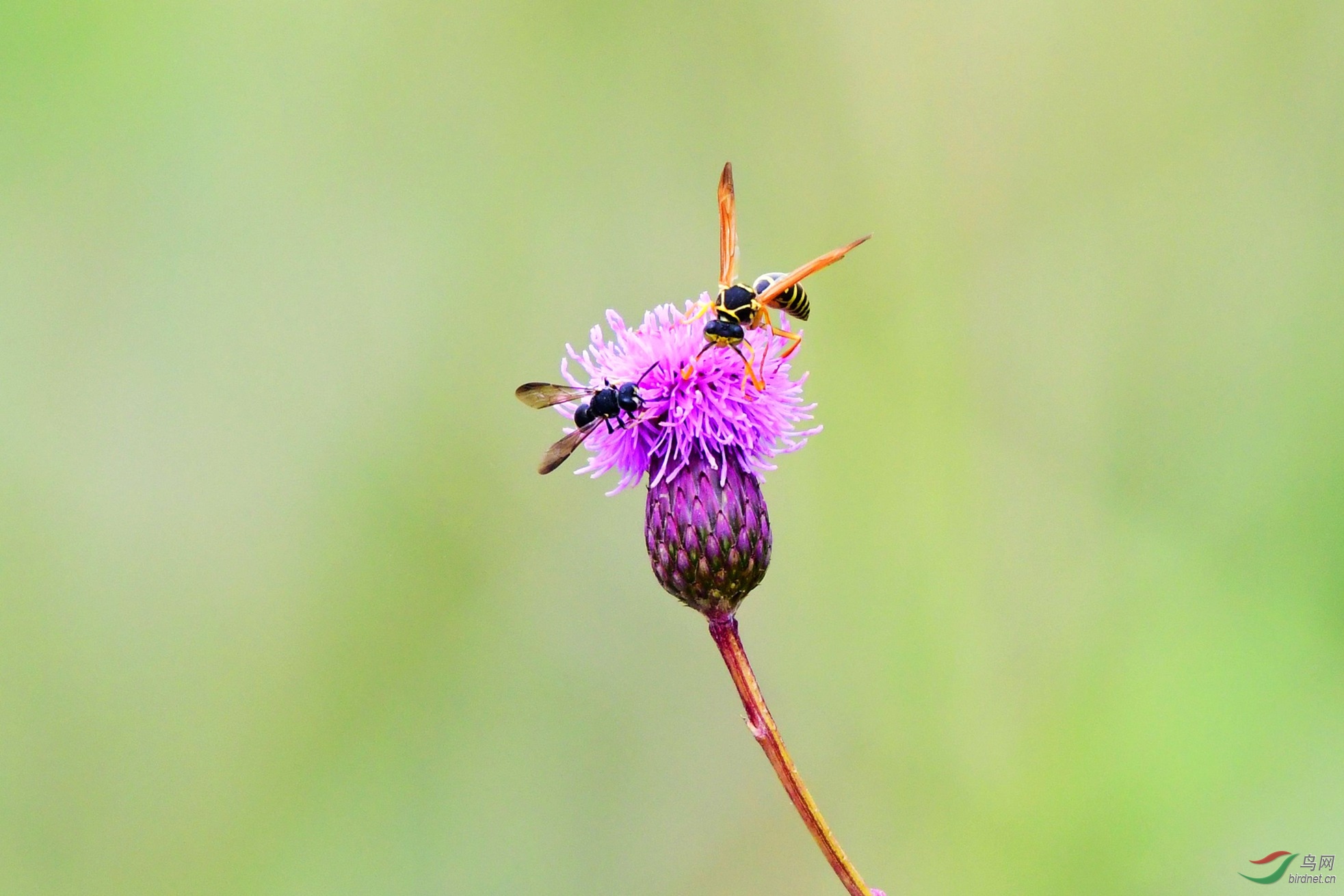 ��ͷ��ݺ 115.JPG