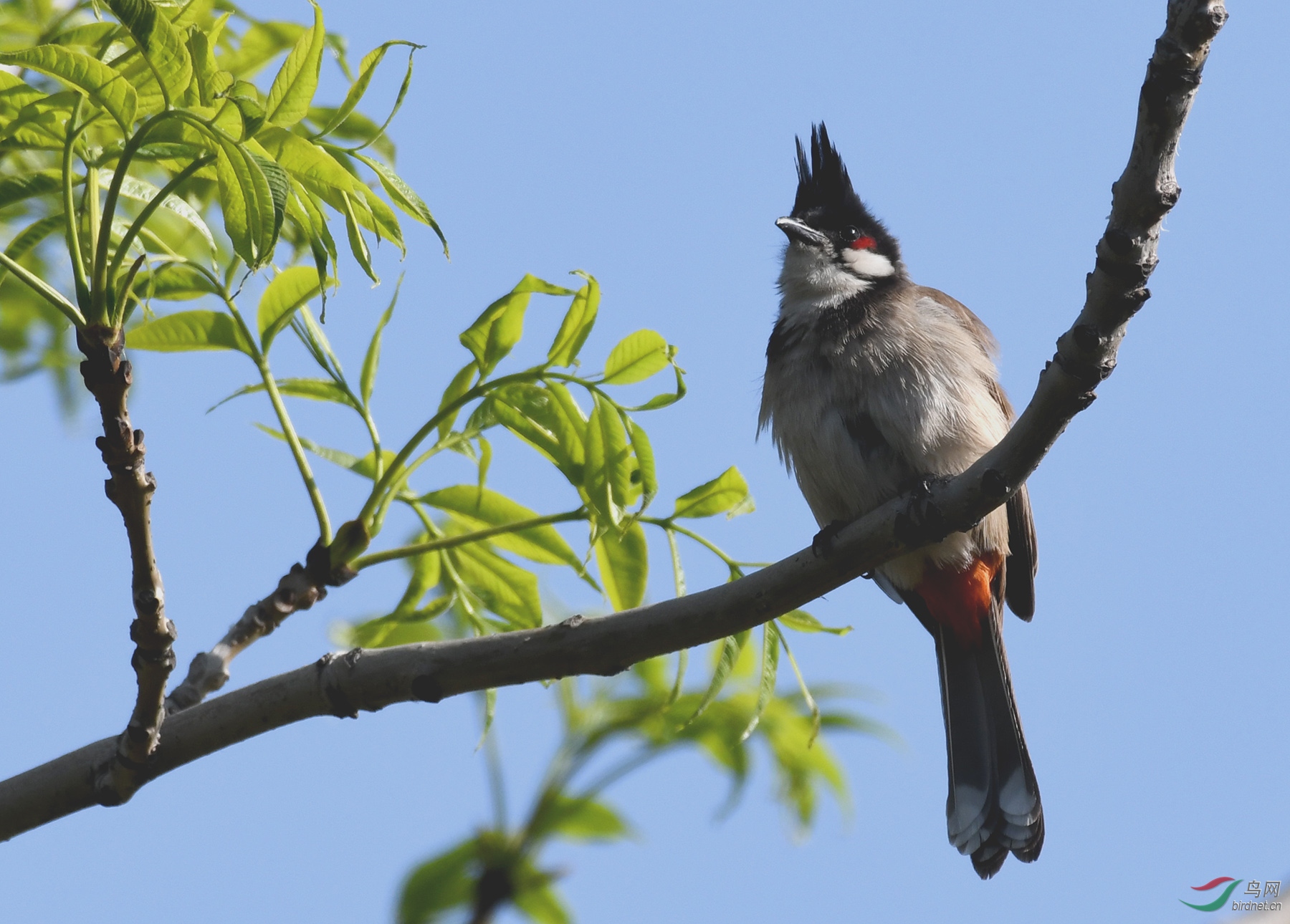 ������Ӱ 544����.jpg