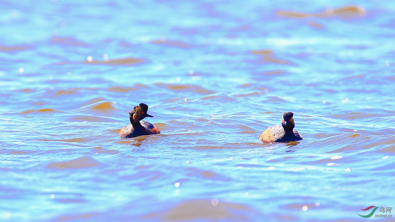 �ھ�����