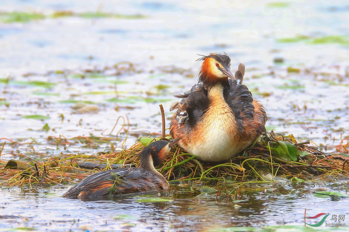 ��ͷ����