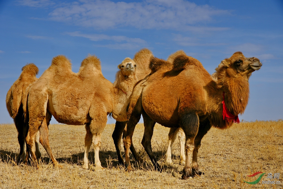 大漠骆驼