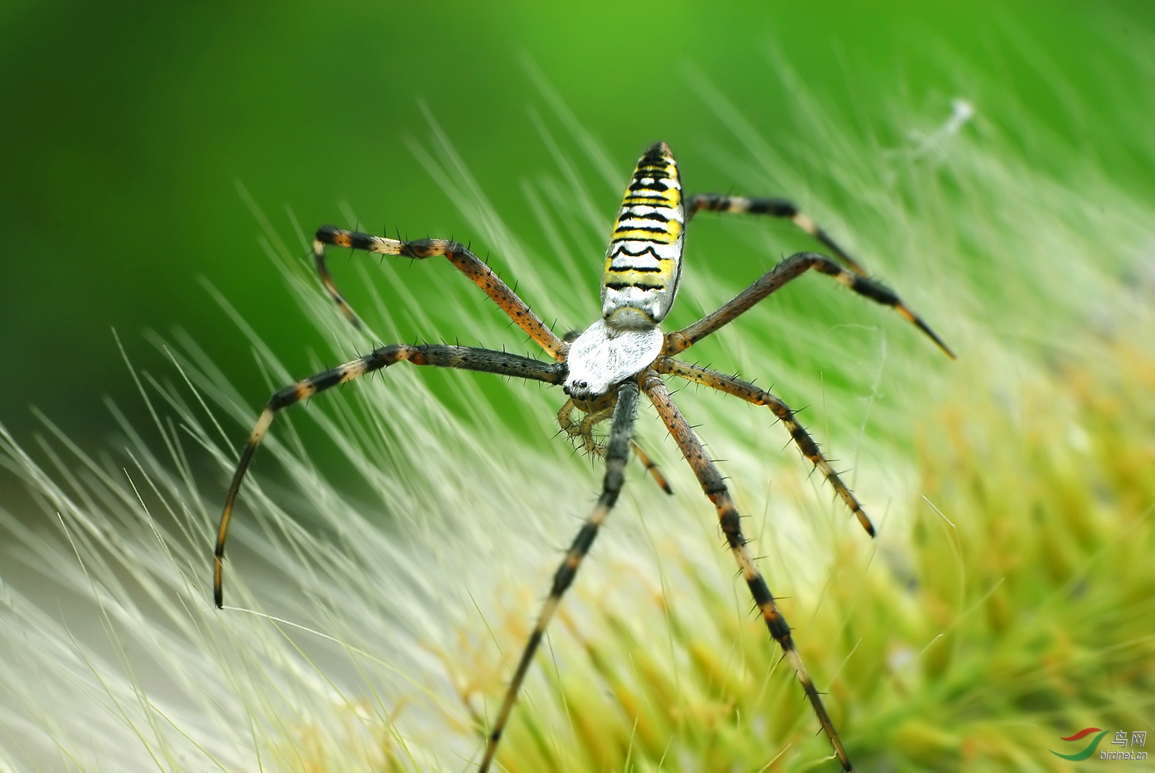 横纹金蛛-
