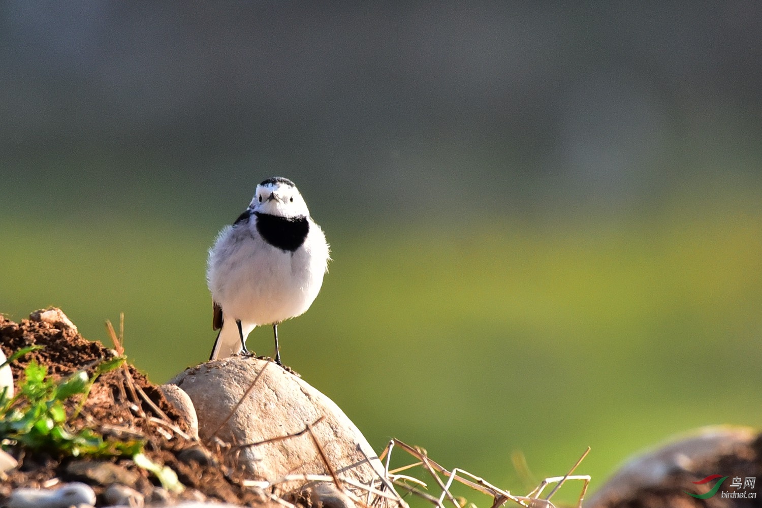 黑背白鹡 