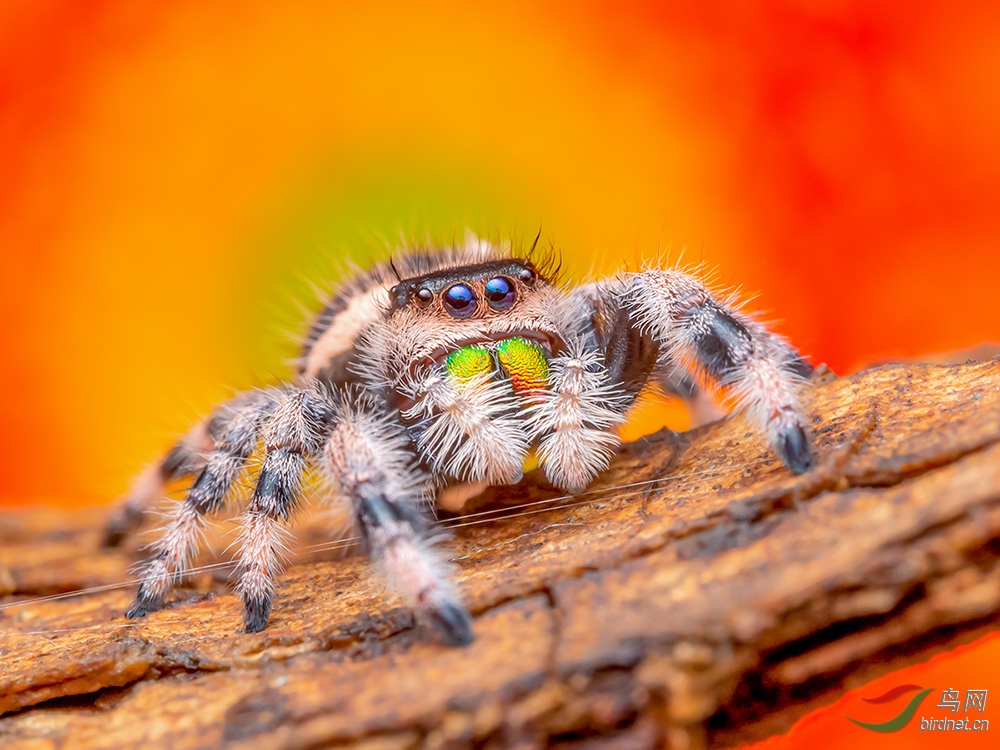 灰佛跳蛛贺获首页精华